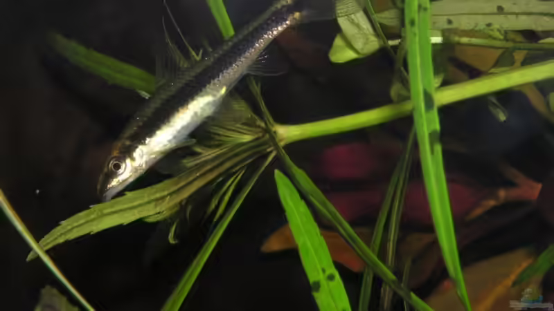 siamesische Rüsselbarbe von froxxs (17)