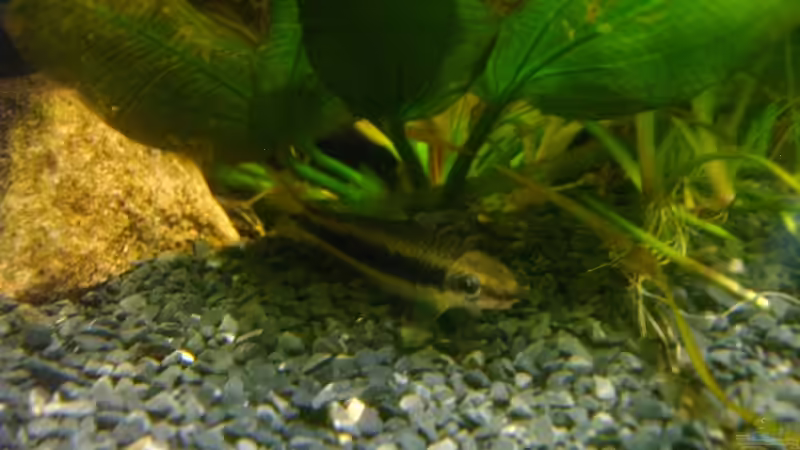 Siamesische Rüsselbarbe von Guido Lauck (9)