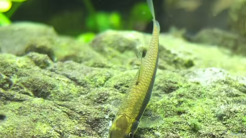 Siamesische Rüsselbarbe von Koelle-Zoo (12)