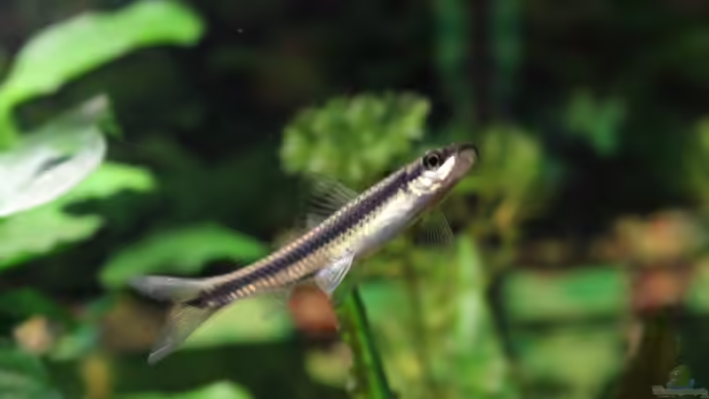 siamesische Rüsselbarbe von Marc Leu (24)