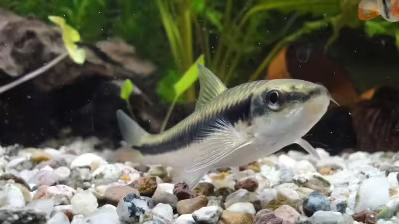 Siamesische Rüsselbarbe von paule (3)