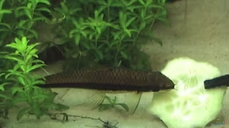 Siamesische Rüsselbarbe von rasrol (15)