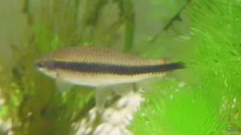 Siamesische Rüsselbarbe von Rosa VonSick (8)