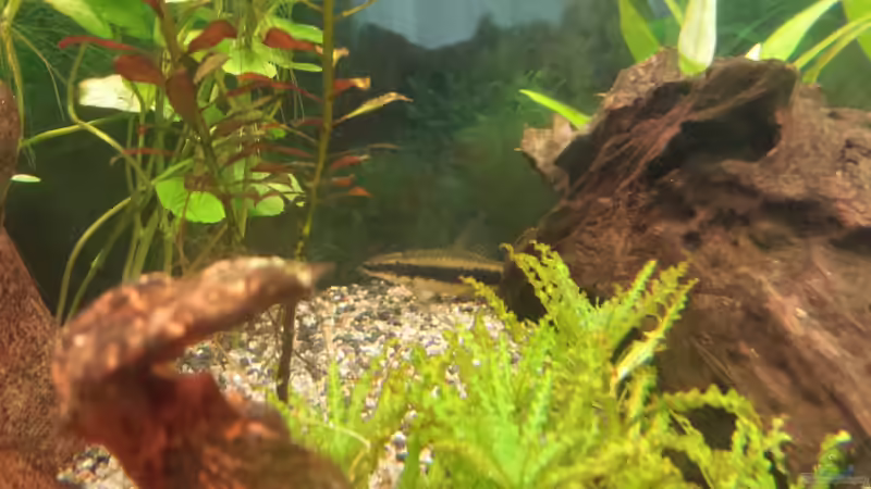 Siamesische Rüsselbarbe von smirot (8)