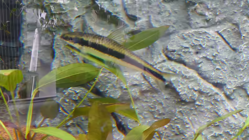 Siamesische Rüsselbarbe von Stefan von Oettingen (25)