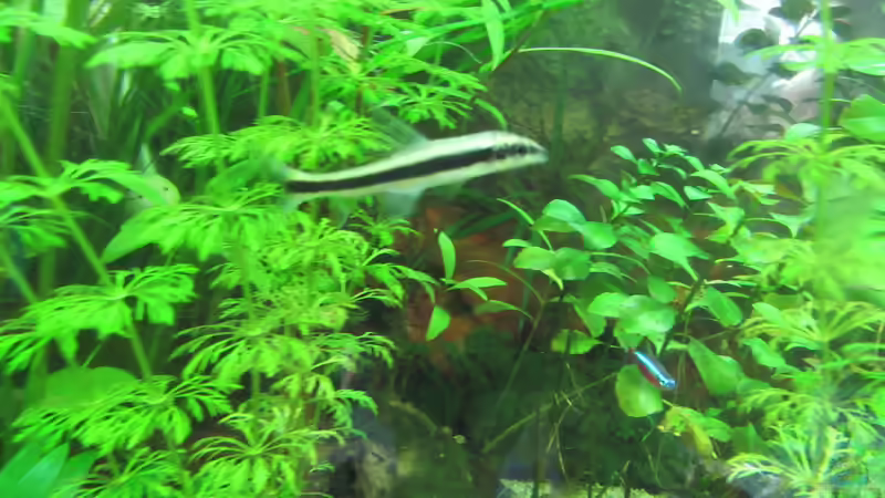 Siamesische Rüsselbarbe von Tigerlotus (60)