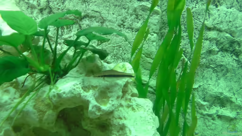 Aquarien mit Barben und Bärblingen