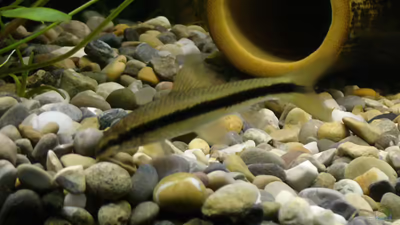 Aquarien mit Crossocheilus siamensis (Siamesischer Rüsselbarben)