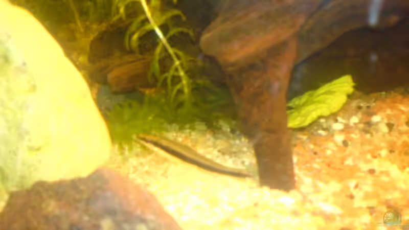 Aquarien mit Crossocheilus siamensis (Siamesischer Rüsselbarben)