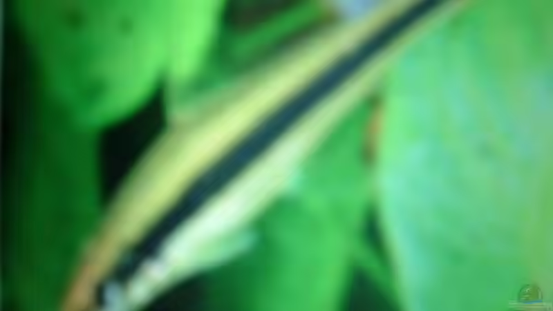 Aquarien mit Crossocheilus siamensis (Siamesischer Rüsselbarben)