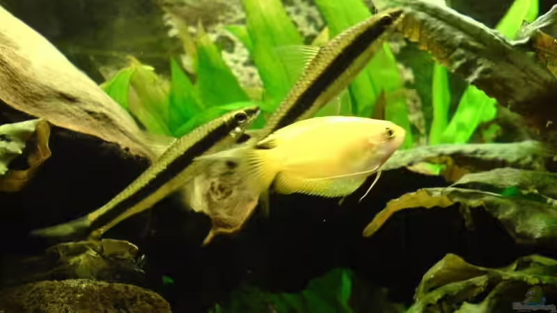 Siamesische Rüsselbarben  von Faye (15)