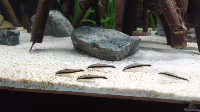 Siamesische Rüsselbarben im Schwarm von vauen (13)