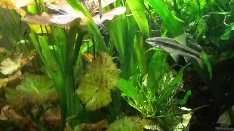 Siamesische Rüsselbarben von Günter (8)