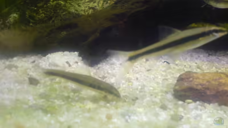 Siamesische Rüsselbarben von Lars Albrecht (7)