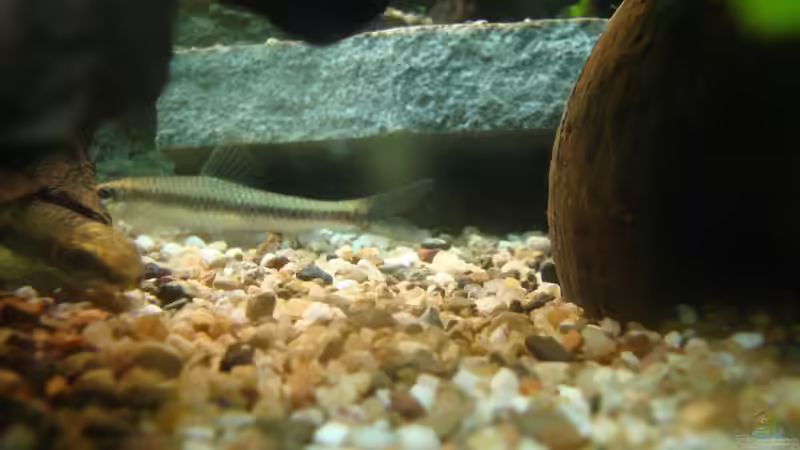 Siamesische Rüsselbarben von Marina (36)