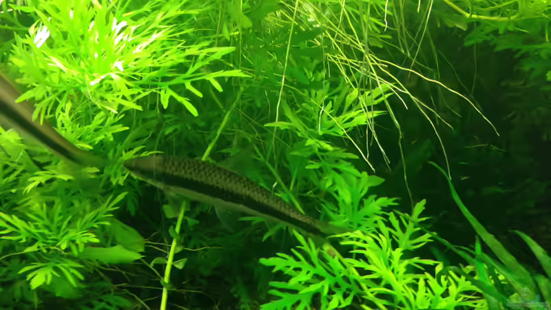 Siamesische Rüsselbarben von Momo-kocht (4)