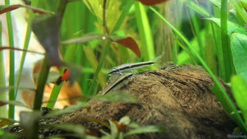 Siamesische Rüsselbarben von Oli M. (20)