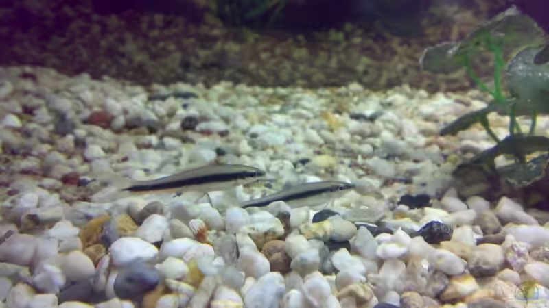 Siamesische Rüsselbarben von Thomas Höppner (17)