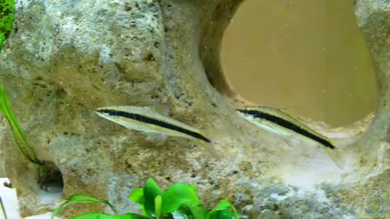 Aquarien mit Crossocheilus siamensis (Siamesischer Rüsselbarben)