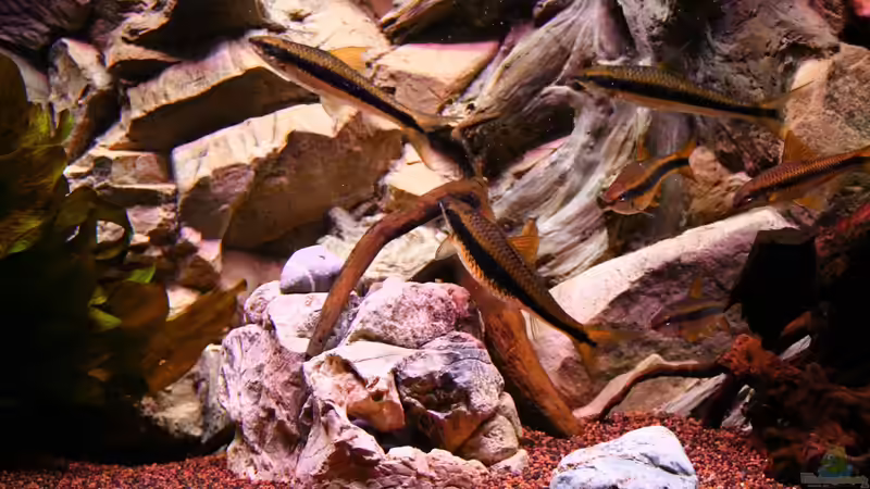 Aquarien mit Crossocheilus siamensis (Siamesischer Rüsselbarben)