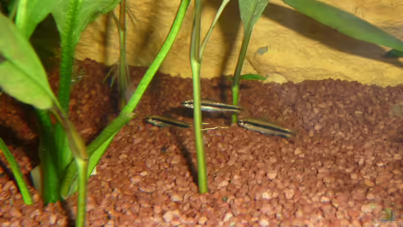 Aquarien mit Crossocheilus siamensis (Siamesischer Rüsselbarben)