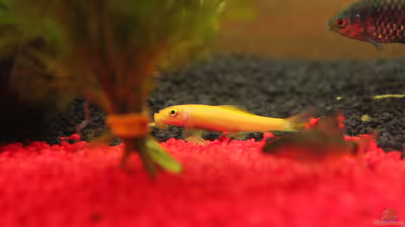 Siamesische Saugschmerle  von Chaos Master (24)