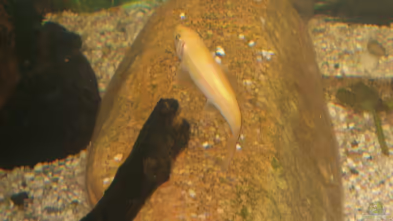 siamesische Saugschmerle Lutschi von fischmutti (10)