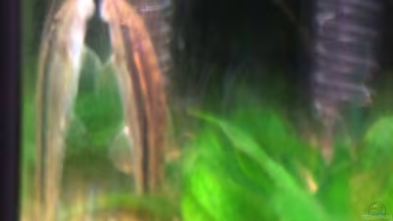 Siamesische Saugschmerle von Daniel Pawlik (7)