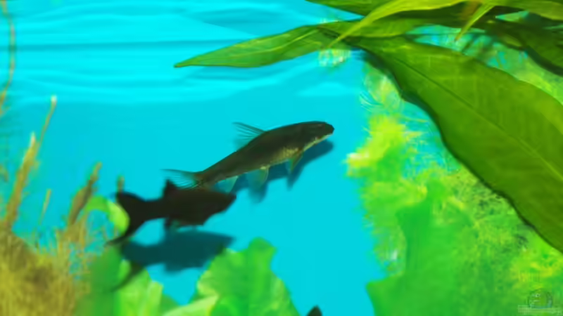 Siamesische Saugschmerle von Denis Aschenbach (20)