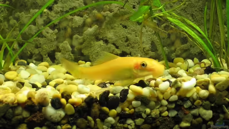 Siamesische Saugschmerle von Engelbert Rupnow (6)