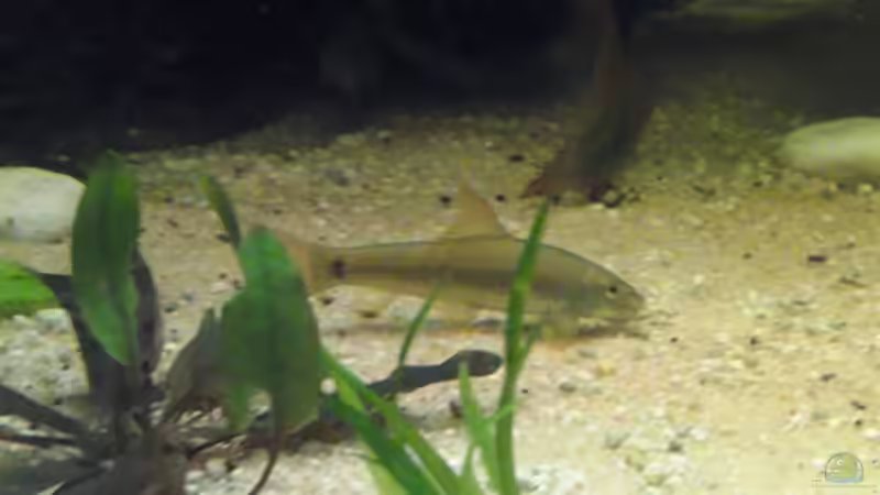 Siamesische Saugschmerle von Yvonne Storms (18)