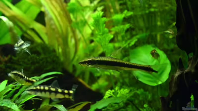 Siamesischer Algenfresser von Daniela (24)