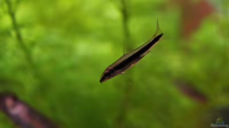 Aquarien mit Algenfresser (Algenfressende Fische oder Wirbellose)