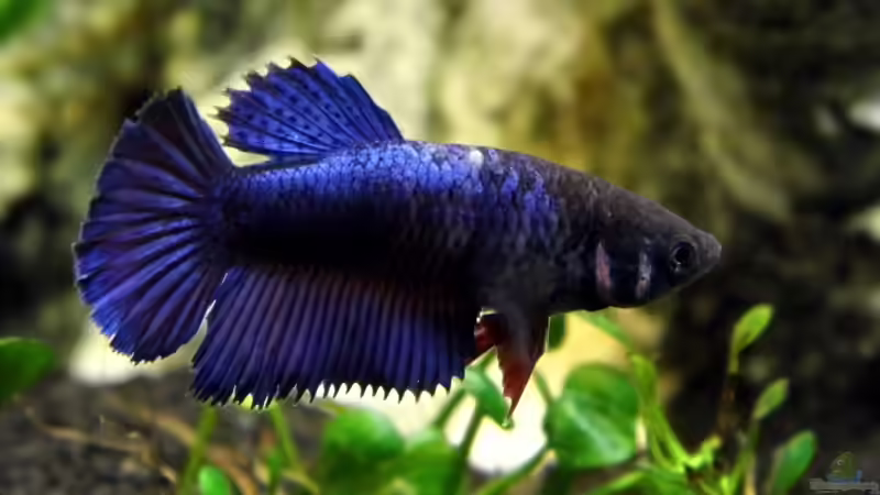 Siamesischer Kampffisch   Betta splendens - Weibchen von snooze (15)