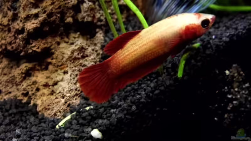 Siamesischer Kampffisch   Betta splendens - Weibchen von snooze (19)