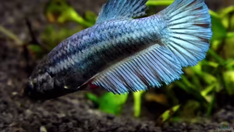 Aquarien mit Betta splendens (Einrichtungsbeispiele für Siamesischer Kampffisch)