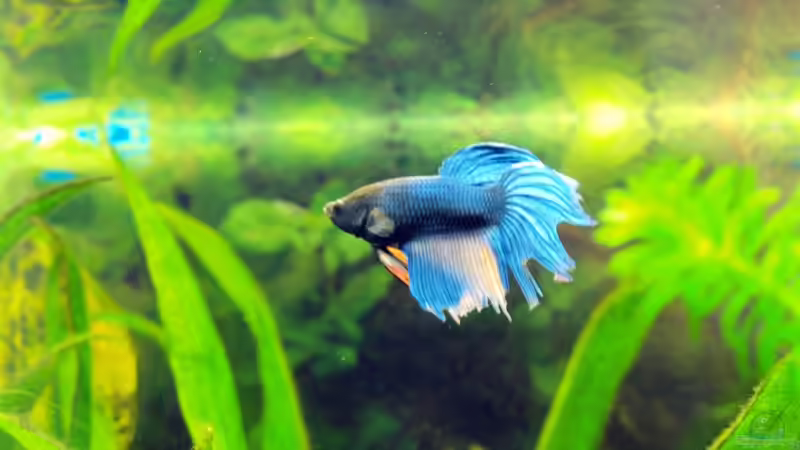 Siamesischer Kampffisch von Theresa Horak (8)