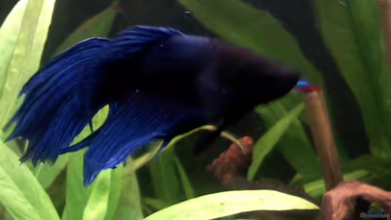 Aquarien mit Betta splendens (Einrichtungsbeispiele für Siamesischer Kampffisch)