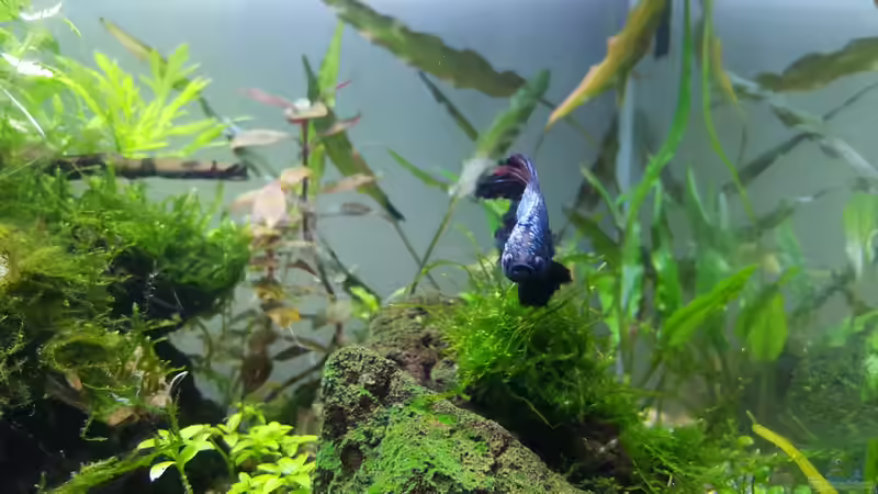 Aquarien mit Betta splendens (Einrichtungsbeispiele für Siamesischer Kampffisch)