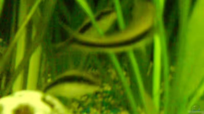 Aquarien mit Crossocheilus siamensis (Siamesischer Rüsselbarben)