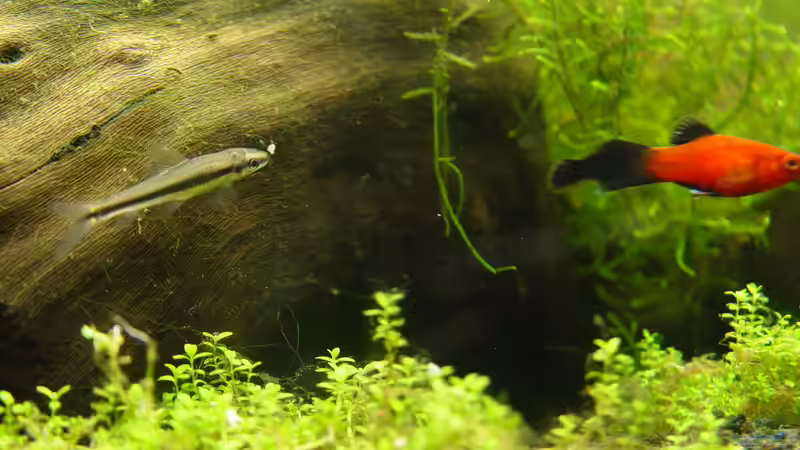 Siamesischer Rüsselbarbe beim Fadenalgen fressen von kleintommy (15)