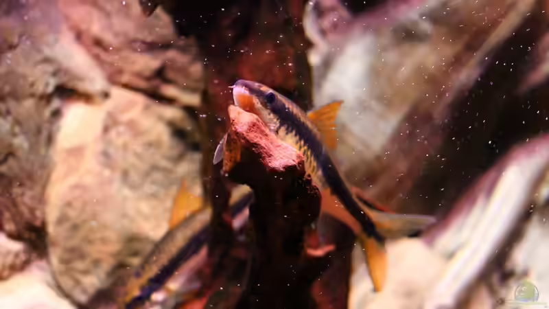 Aquarien mit Barben und Bärblingen