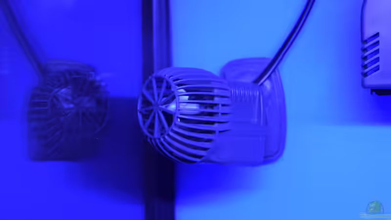 Sicce Nano von Junglist (15)