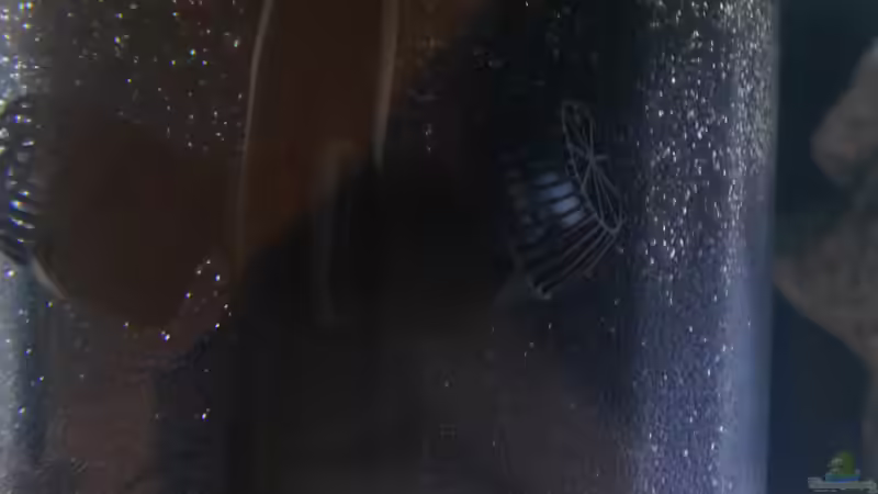 Sicce XStream 8000 von Jan Steger (16)