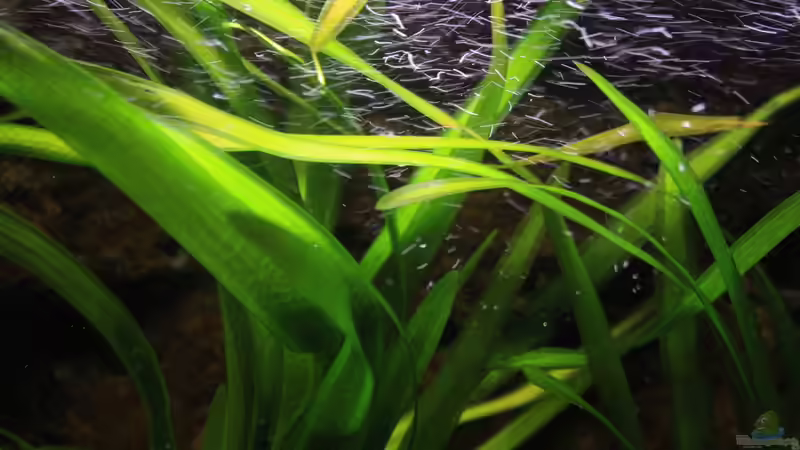 Sich in der Strömung windende Vallisnerien hier die Rubra von Florian Bandhauer (19)