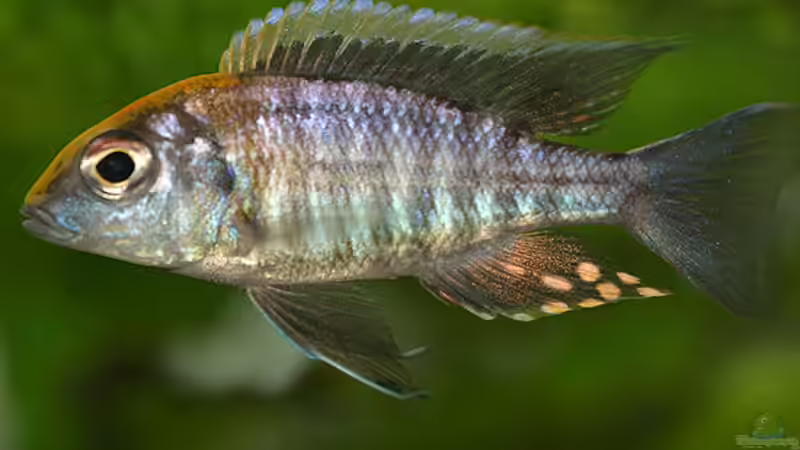 sich umfärbendes Aulonocara maylandi maylandi-Männchen  von Andreas Werth (15)