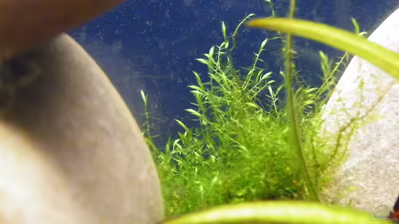 Sichelmoos - 28.07.2011 von bergfrau (37)