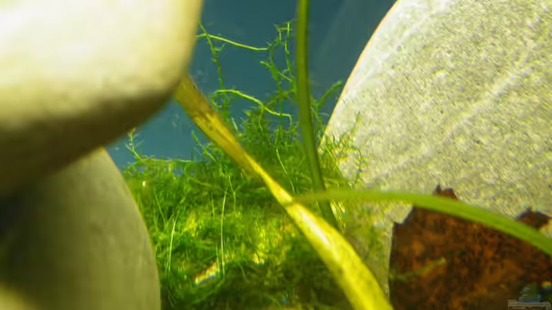 Sichelmoos frisch auf einen Stein gebunden - 17.07.2011 von bergfrau (36)