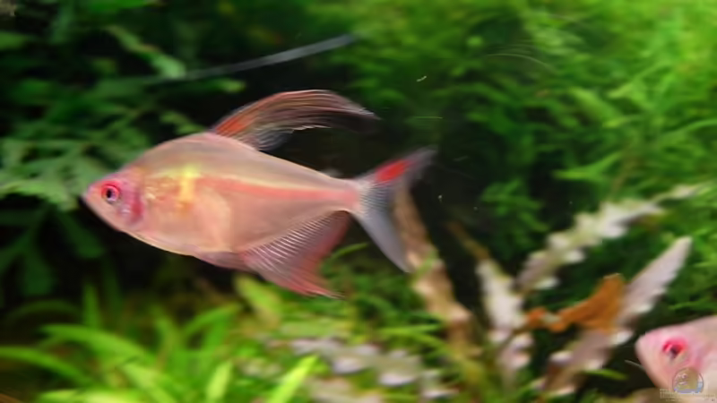 Aquarien mit Hyphessobrycon bentosi (Sichelsalmler)