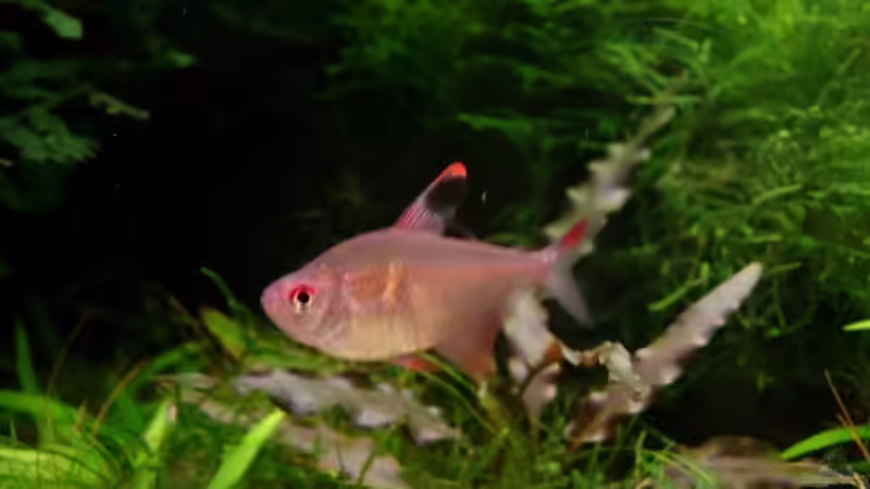 Sichelsalmler Weibchen von Daniel_ (17)